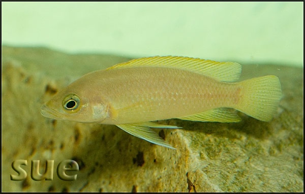 Neolamprologus leleupi
